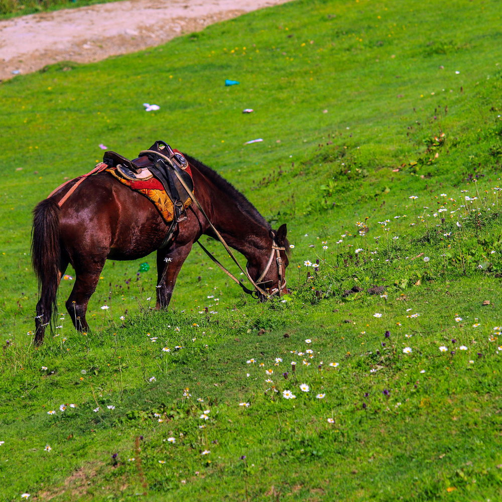 Bimble Special | 5N/6D | Bimble Kashmir